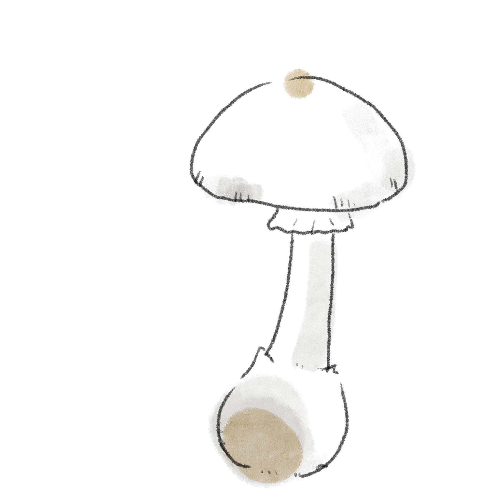 ドクツルタケの中毒事例