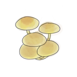 ニガクリタケの中毒事例