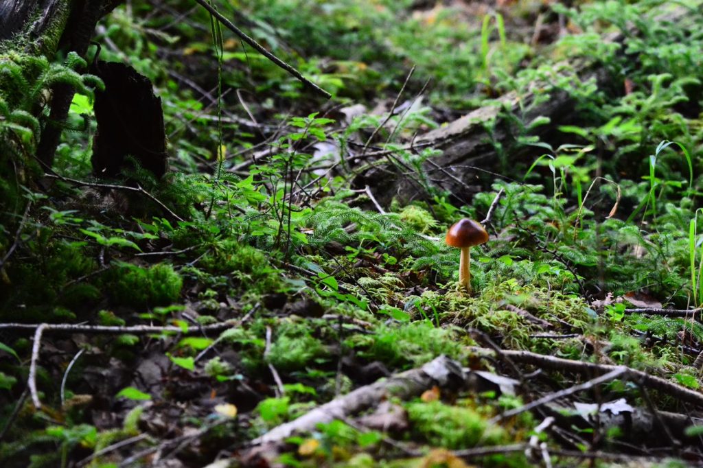 今日の天気で採れる？天候ときのこ成長の関係