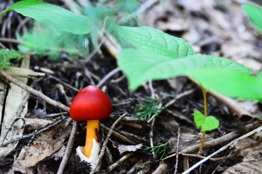 きのこ狩りでよくある失敗10選とその対策！