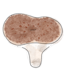 要注意！苦すぎるキノコ・ケロウジの誤食事例