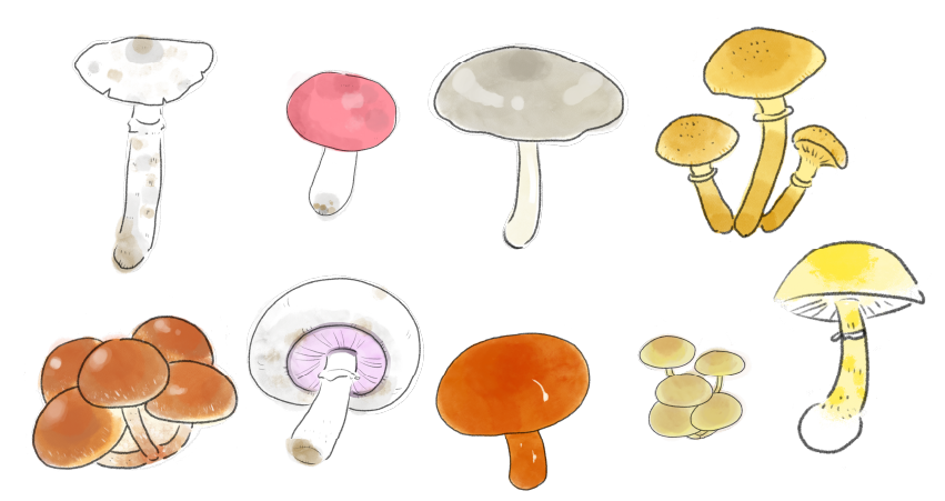 きのこ狩りをしてもいい場所ってどこ？