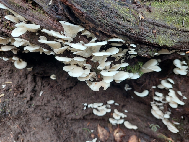 スギヒラタケはなぜ毒きのこになってしまったのか？