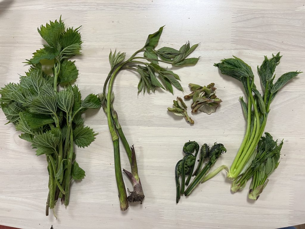 初心者でも簡単！春の山菜狩りガイド＆見つけやすい山菜5選