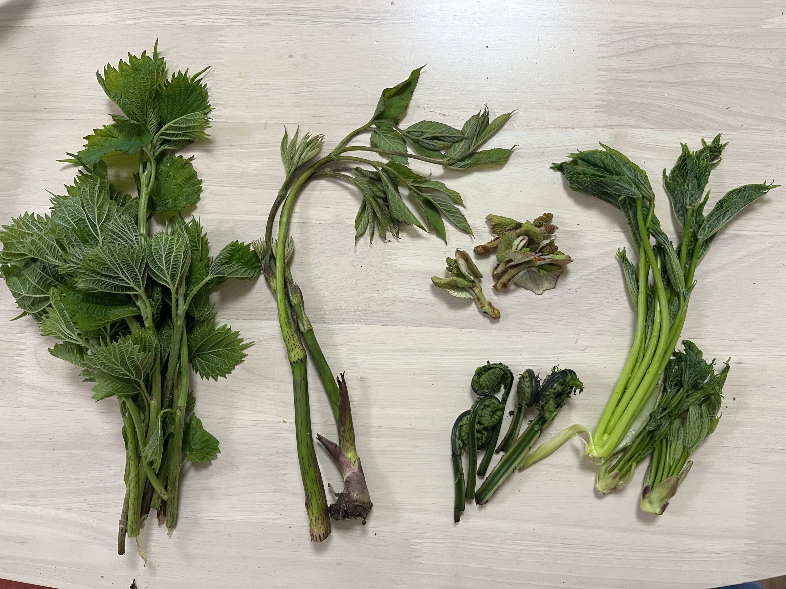 初心者でも簡単！春の山菜狩りガイド＆見つけやすい山菜5選