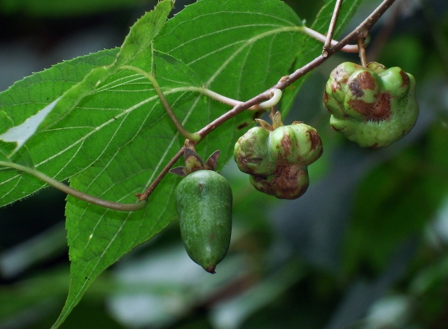酒好き必見！マタタビの驚くべき効能と飲み方とは？