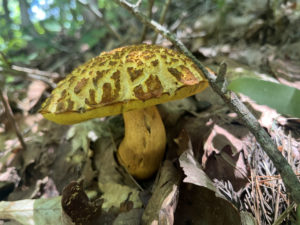 2025年の夏きのこ、なぜこんなに少ないのか？